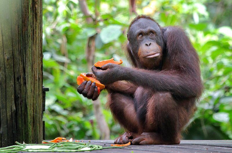 Nature Lodge Sepilok Sandakan Eksteriør billede